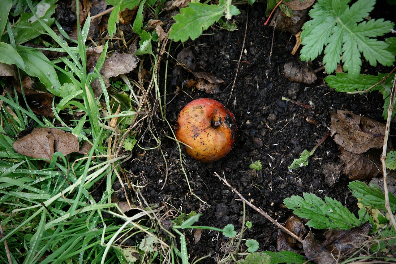 How to Compost Your Kitchen Scraps